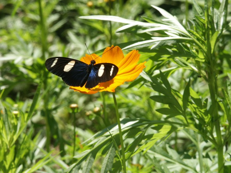 Mariposa fotografiada en Perú.