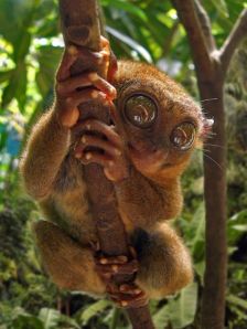 animalet en branqueta